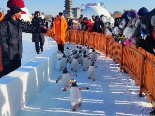 小企鹅到长春 热了冰雪火了消费