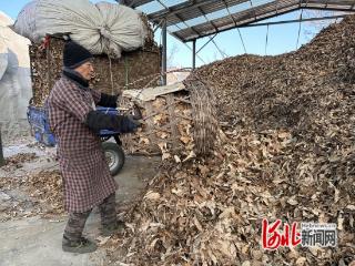 河北迁西：栗树叶化身“饲料砖” 变废为宝促增收