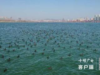 丹江口沧浪洲湿地公园：“净岸护水”行动守护生态画卷