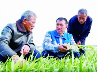 报告文学｜金穗花开