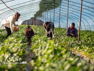 河北邯郸：草莓丰收