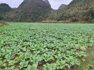 长顺：农技人员下田支招 7200亩油菜安全越冬