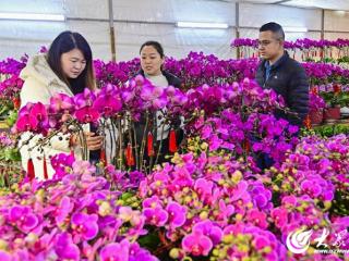 潍坊青州：花市红火迎新年