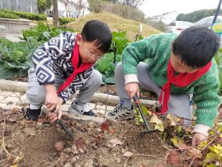 东桥“田野课堂”：学生参与挖红薯实践活动，体验农耕乐趣