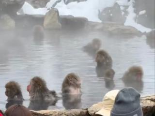 河南云台山野生猕猴结伴泡“温泉”，景区：并非大众理解的温泉，猴群已“享受”很多年