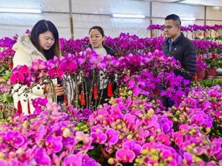 迎新年，潍坊青州花卉市场迎来销售“小高峰”