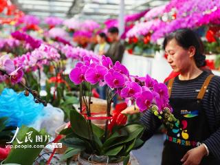 北京：新年临近 花卉俏销