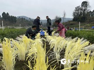 远销珠三角！播州韭黄走出大山