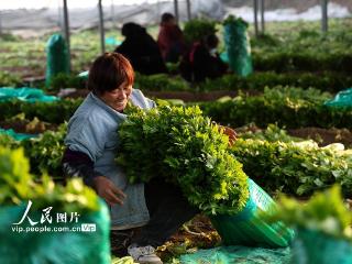 河南内黄：蔬菜采收保供应