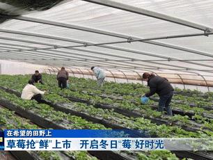 在希望的田野上丨十堰各地草莓抢“鲜”上市 开启冬日“莓”好时光