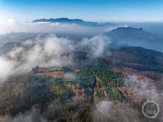 快去打卡！漫山彩林与云海共舞 南川的冬美如仙境