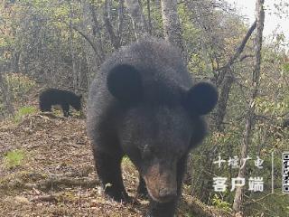 真实版“熊出没” ！竹山堵河源黑熊带幼崽遛弯