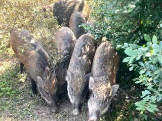 深圳梧桐山网红野猪下崽？市民拍到“一家人整整齐齐”，管理处：天天都有人投喂