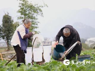 绥阳：开展油菜测土配方施肥田间试验 推进化肥减量增效