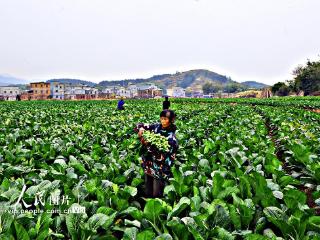 广西苍梧：时令蔬菜直销粤港澳大湾区