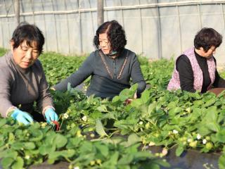 博兴县湖滨镇：草莓丰收喜迎春节