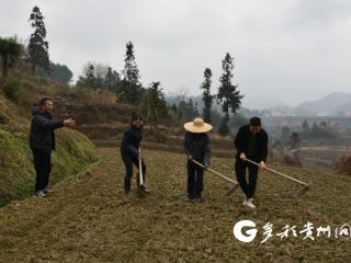 桐梓：４万亩烟地隆冬时节翻犁忙