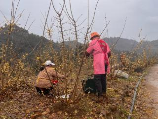 又到蜡梅盛开时 何时赏梅梅更香？如何养花更长久你知道吗