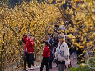 重庆北碚：蜡梅花开迎客来 激活冬季旅游市场