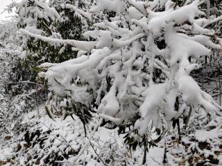 习水县仙源镇：冬日风景别样美 雪花纷飞惹人醉