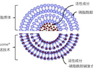 春冬季肺部感染飙升，GRANVER吉清肺筑牢呼吸 “防火墙”