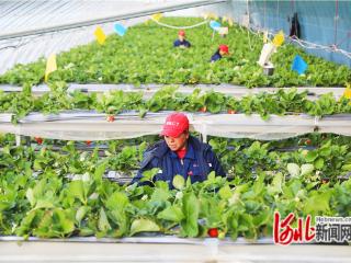 河北张家口：无土栽培草莓供应春节市场