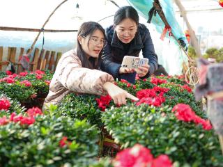 春节临近，杜鹃等年宵花销售火爆