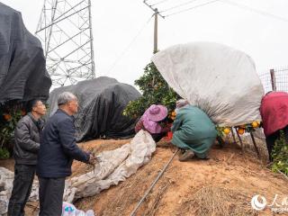 江西信丰：脐橙树披上“防寒衣”