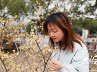 合肥的腊梅开花了