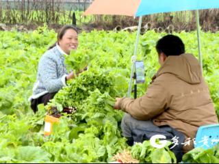 普定县黄桶街道后寨村：蔬菜基地采收忙 电商直播助力销售