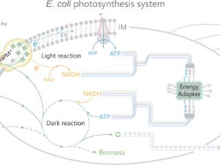 全球首次！中国科学家让大肠杆菌实现光合作用