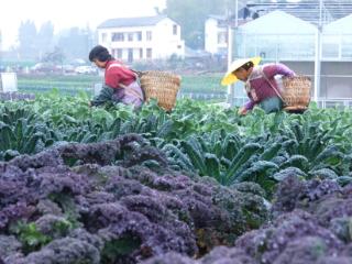 好看又可吃！铜梁300余种甘蓝大量上市