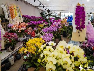 杭州：年宵花市场“百花齐放”