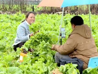 新春走基层｜主播，请到我家地里“带菜”