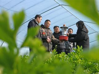 安徽淮南：抓好“菜篮子”生产 保障春节市场供应