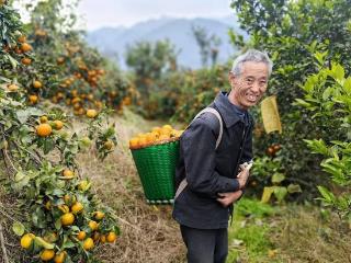 茅台镇太平村：沃柑飘香迎新春