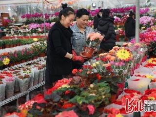 山海关区：春节将至年味浓 花卉市场受青睐