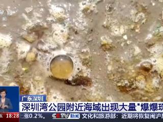 一问到底丨最近海水中出现的“爆爆珠”是什么？有什么危害？专家详解