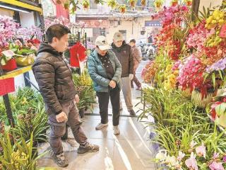 挑选年花有啥门道 厦门商家分享挑花养花秘籍