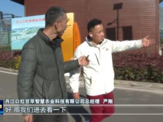 “甘平”单个售价百元，产自十堰的橘中“贵族”