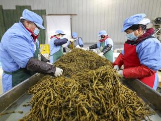 当涂特色油菜薹抢“鲜”上市