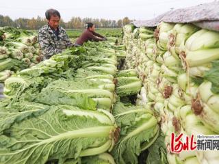 河北玉田：窖藏白菜畅销京津市场