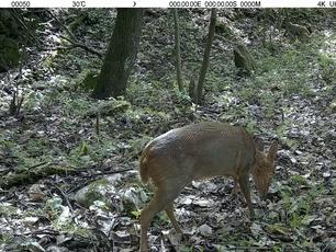 金雕、红白鼯鼠、小麂野等各类野生动物现身赛武当