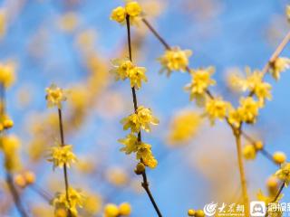 临沂：腊梅盛开金蕊芬芳