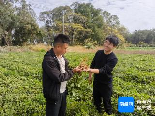 七彩花生在儋州市东成镇开种