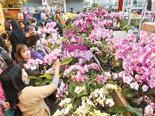 年花献瑞