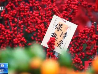 春节临近“年宵花”热销！品种“上新”年味渐浓