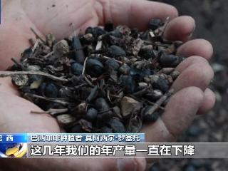 气候变化影响巴西咖啡业 产量连年下降