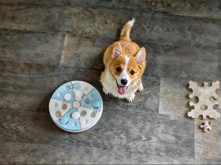 爷爷浑身湿透为爱犬穿雨衣戴草帽，有爱画面却让人莫名心酸……