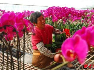 青岛即墨：蝴蝶兰花开 俏销春节市场